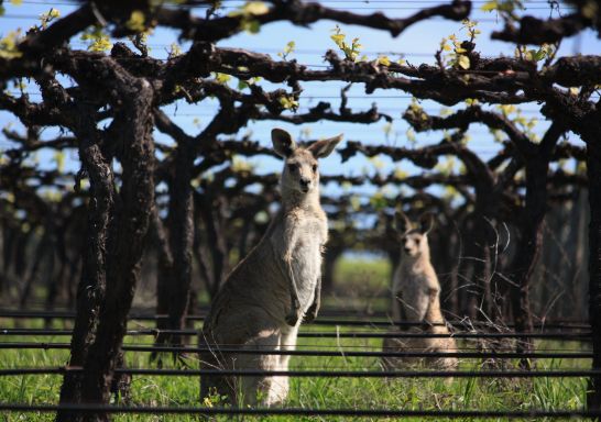 Two Rivers Wines in Denman, Upper Hunter